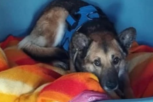 Alerta de Desaparición Perro cruce Macho , 7 años Montmirail Francia Alerta de Desaparición Perro cruce Macho , 7 años Montmirail Francia